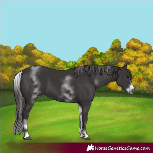 Horse Color:White Spotted Smoky Black Sabino Frame