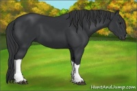 Horse Color:Black 