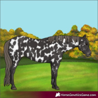 Horse Color:Smoky Black Appaloosa 