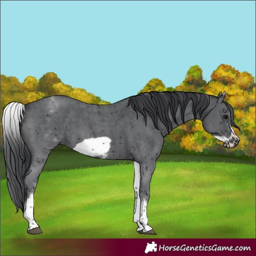 Horse Color:White Spotted Black Sabino Frame 