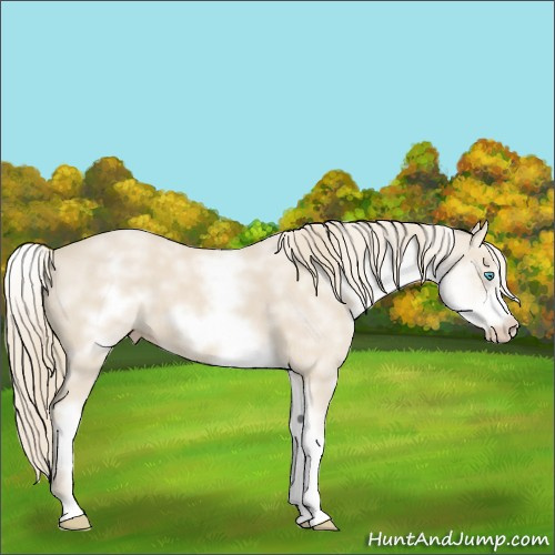 Horse Color:White Spotted Smoky Creme Sabino Frame 