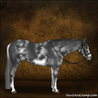 Horse Color:White Spotted Black Sabino Frame 
