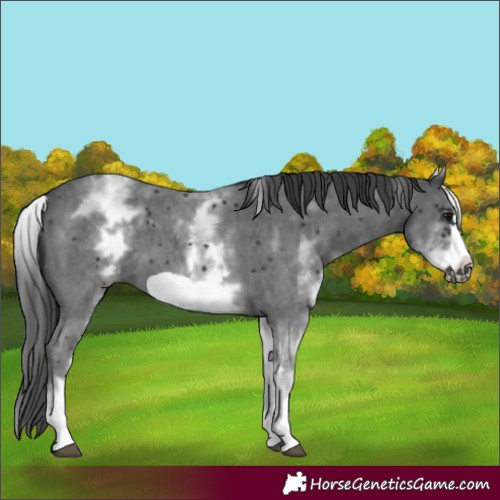 Horse Color:White Spotted Black Sabino Frame 