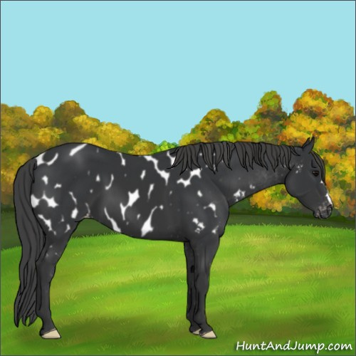 Horse Color:Black Appaloosa 