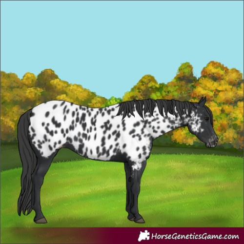 Horse Color:Black Near Leopard 