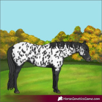 Horse Color:Black Near Leopard 