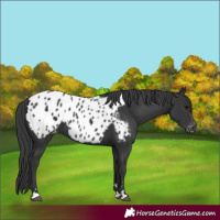 Horse Color:Black Appaloosa 