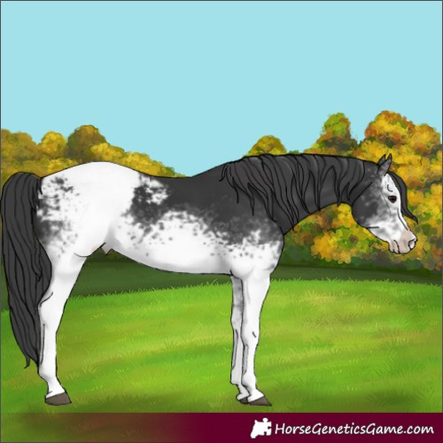Horse Color:White Spotted Black Frame Appaloosa 