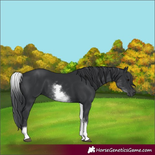Horse Color:White Spotted Black