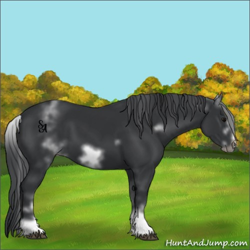 Horse Color:Unknown 