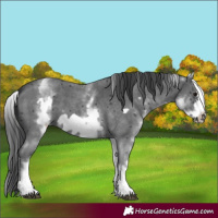 Horse Color:White Spotted Black Sabino Frame