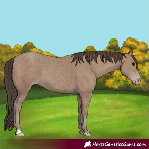 Horse Color:Classic Champagne