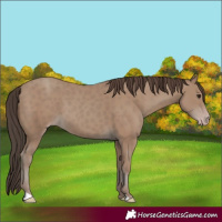 Horse Color:Classic Champagne