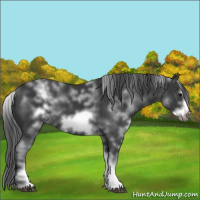Horse Color:White Spotted Black Sabino Frame 