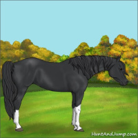 Horse Color:Black 