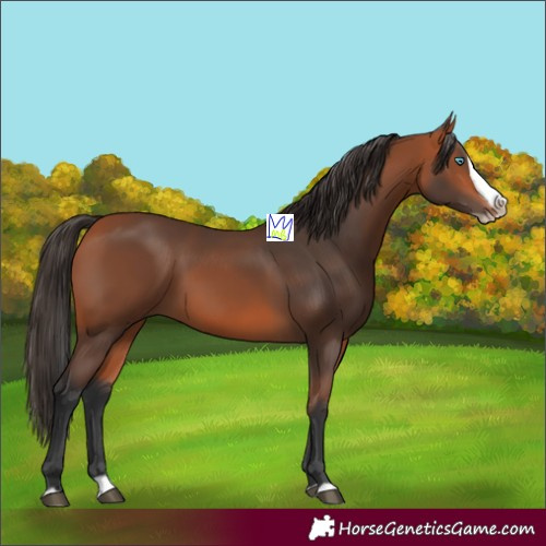 Horse Color:Bay Splash Frame 