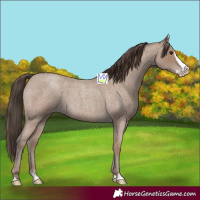Horse Color:Classic Champagne Roan Splash