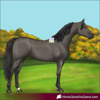 Horse Color:Smoky Grullo