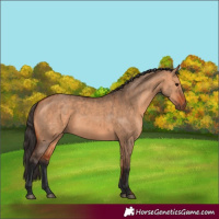 Horse Color:Bay Dun  and Bay Dun 