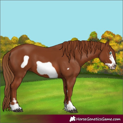 Horse Color:Chestnut Frame 