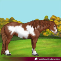 Horse Color:Chestnut Frame