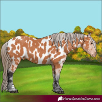 Horse Color:Bay Appaloosa 