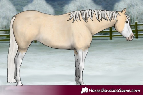 Horse Color:Silver Buckskin Roan Splash 