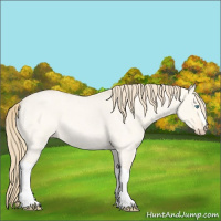 Horse Color:Perlino Roan Dun 