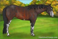 Horse Color:Black Sabino  and Bay Sabino 