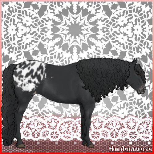 Horse Color:Black Appaloosa 