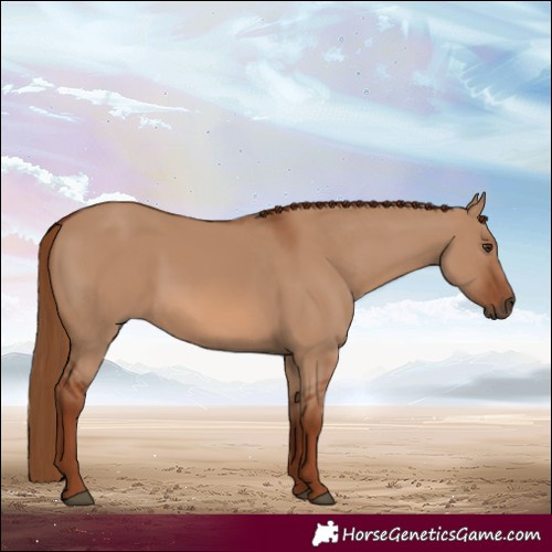 Horse Color:Red Dun 