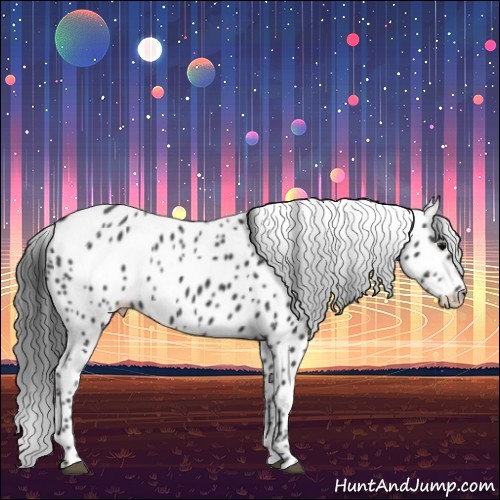 Horse Color:Black Appaloosa 