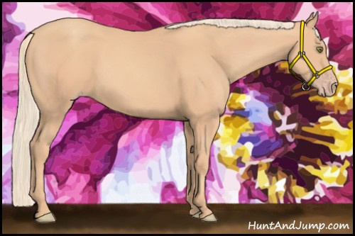 Horse Color:Gold Champagne 