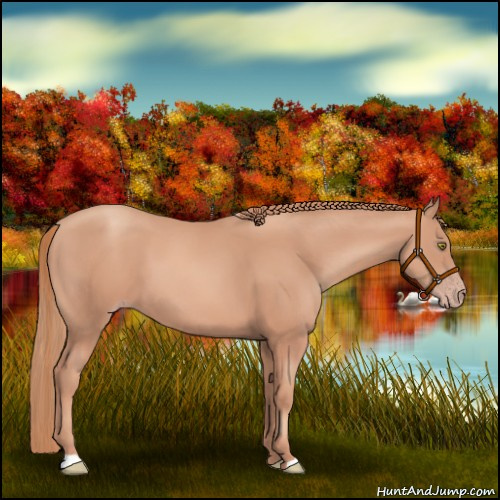 Horse Color:Gold Champagne 