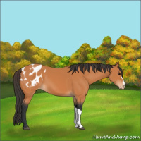 Horse Color:Bay Appaloosa 