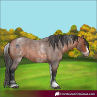 Horse Color:White Spotted Bay Roan Frame 