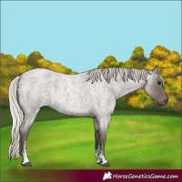 Horse Color:Silver Blue Roan Sabino 