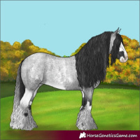 Horse Color:Blue Roan Sabino Splash  and Blue Roan Sabino Splash 