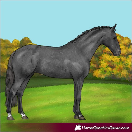 Horse Color:Black Varnish Rabicano 