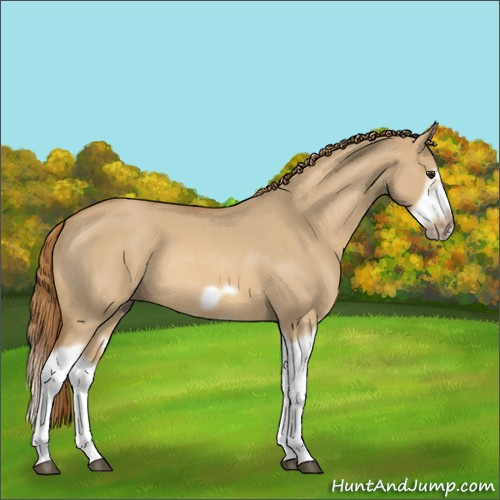 Horse Color:Red Dun Roan Splash Frame Rabicano 