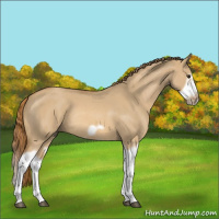 Horse Color:Red Dun Roan Splash Frame Rabicano 
