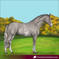 Horse Color:Silver Blue Roan Sabino 