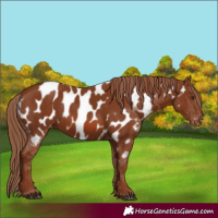 Horse Color:Chestnut Appaloosa 