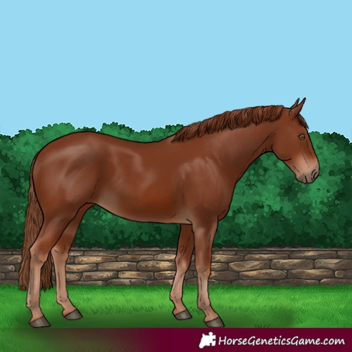 Horse Color:Chestnut 