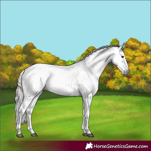 Horse Color:Gray Grullo Near Leopard 
