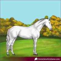 Horse Color:Gray Grullo Near Leopard 