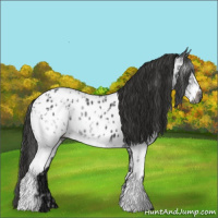 Horse Color:Gray White Spotted Black Appaloosa  and Gray White Spotted Black Appaloosa 