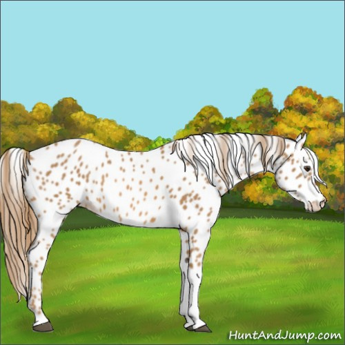 Horse Color:Chestnut Tobiano Appaloosa