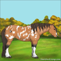 Horse Color:Bay Near Leopard 