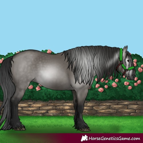 Horse Color:Gray Grullo 